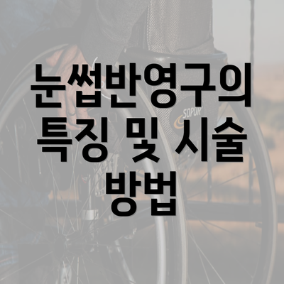 눈썹반영구의 특징 및 시술 방법