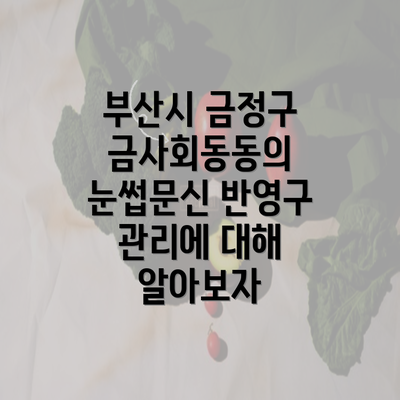 부산시 금정구 금사회동동의 눈썹문신 반영구 관리에 대해 알아보자